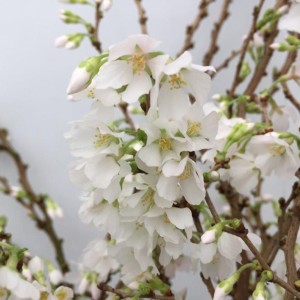 Prunus ‘Koyo-no-mai’ sense detail