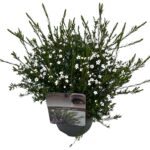 Diosma 'Pink Fountain' sense P17 (4)