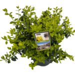 Euonymus fort. 'Goldmine' ® sense P23 (3)