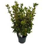 Euonymus jap. 'Aureomarginatus' sense P27 (3)