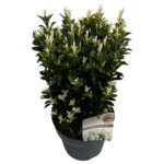 Euonymus jap. 'Paloma Blanca' ® sense P23 2 (3)