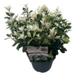 Euonymus jap. 'Pierrolino' ® sense P23 (4)