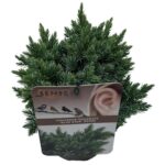 Juniperus squamata 'Blue Star' sense P17 (7)