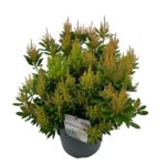 Pieris jap. 'Debutante' sense P27 (9)