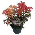 Pieris jap. 'Flaming Silver' sense P23 (4)