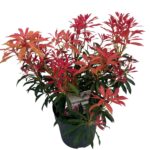 Pieris jap. 'Forest Flame' sense P23 (4)