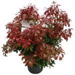 Pieris jap. 'Mountain Fire' sense P27 1 (4)