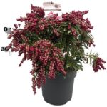 Pieris jap. 'Polar Passion' ® sense P27 v (4)