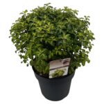 Pittosporum ten. 'Gold Star' sense P27 (5)