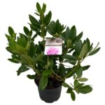 Rhododendron hyb. Catawbiense Grandiflorum sense C5 (9)