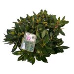 Rhododendron hyb. Goldflimmer sense C5 (1)