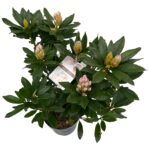 Rhododendron hyb. Madame Masson sense P23 b (5)