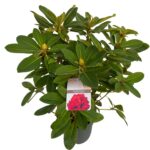 Rhododendron hyb. Red Jack sense C5 (1)