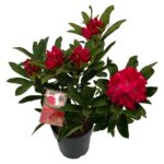 Rhododendron hyb. Wilgens Ruby sense P23 (5)