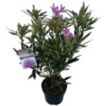 Rhododendron ponticum Variegatum sense P23