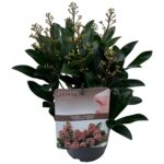 Skimmia jap. 'Rubella' sense P15 (8)