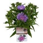 Stokesia laevis 'Purple Parasols' sense P19 (7)