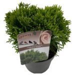 Thuja occ. 'Danica' sense P17 (7)