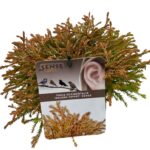 Thuja occ. 'Golden Tuffet' sense P17 (7)