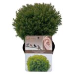 Thuja occ. 'Teddy' sense P17 (7)