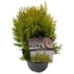 Thuja orien. 'Aurea Nana' sense P17 (7)