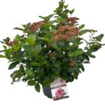 Viburnum tinus 'Lisa Rose'® sense P23 (9)