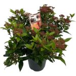 Viburnum tinus 'Spirit'® sense P23 (8)