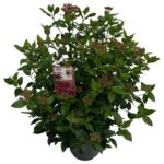 Viburnum tinus sense P23 (10) 1